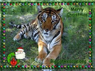 Christmas Cats Wallpaper