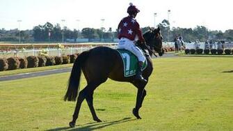Sports Horse Racing Animal Jockey Race Sydney Races Wallpaper