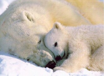 HD Animals Baby Polar Bear Wallpaper