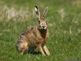 Desktop Wallpaper Animals Background Hare Desktopdress