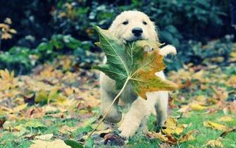 Herbe Chiens Chiots Golden Retriever Aventure Tomb De Haute Qualit