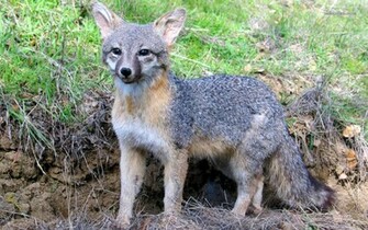 Gray Fox Wallpaper Pet And Animals