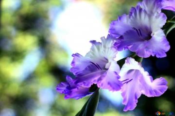 Picture Gladiolus Flower Hard Dark Background On Cc