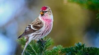 Redpoll Bird HD Wallpaper Wallpaperfx