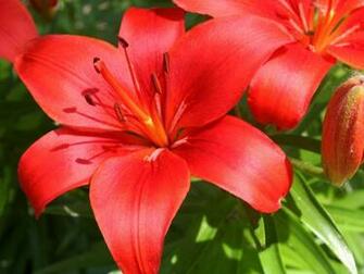 Asiatic Lily Flowers Wallpaper Image Photos And Pictures For