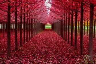 Beautiful Tree HD At Wallpaperia