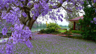 Tree With Purple Flowers House River Spring Landscape