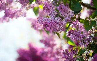 Wallpaper Spring Lilac Bushes Flowers Sky Nature