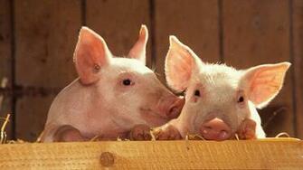 Cute Piglets Wallpaper Baby Pig Dromihb Top