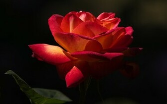 Perfect Rose Wallpaper HD