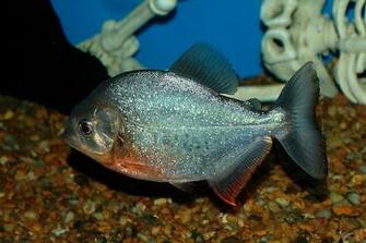 Freshwater Fish Wallpaper HD In Animals Imageci