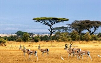 African Safari Wallpaper Ibackgroundwallpaper