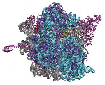 Ribosome Image