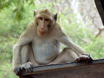 Baboon Wallpaper