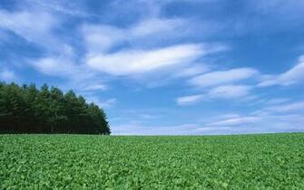Country Wildfield Landscape Wallpaper Prints Posters