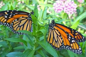 Monarch Butterfly Wallpaper HD Desktop 78l2iic0 Yoanu
