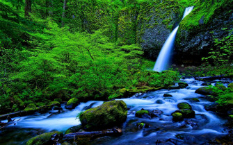 Rainforest Background Wallpaper