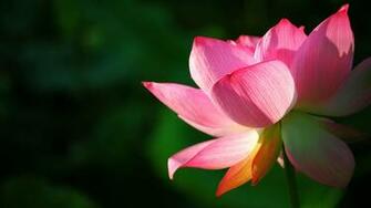 Lotus Wallpaper Best