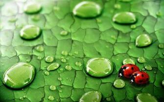 Ladybugs Wallpaper Animal
