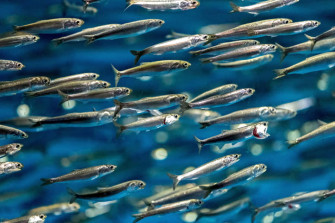 Anchovy 99af7q3mzuaf4i6a Wallpaper