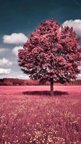 iPhone Wallpaper To Imagenes Pink