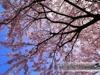 Cherry Jpg