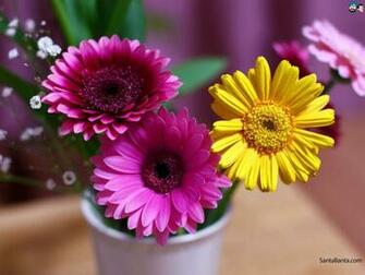 Gerbera Wallpaper And Background Image Net
