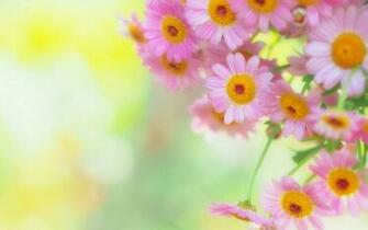 Fresh Flowers Background Wallpaper HD For Desktop