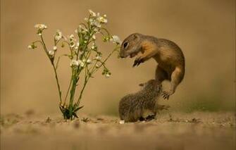 Wallpaper Sand Flowers Pose Jump Chamomile Pair A Couple
