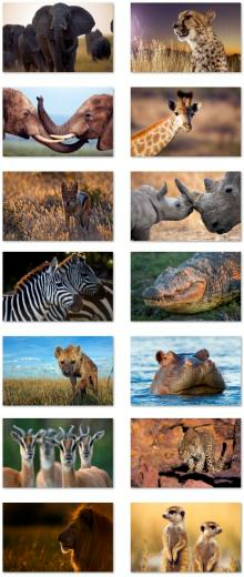 Wallpaper African Animals