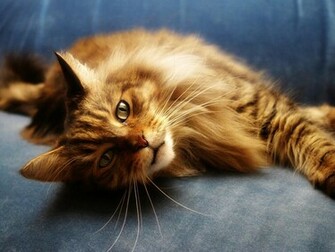 Red Maine Coon Cat On A Blue Couch Wallpaper And Image