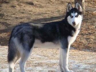 Husky Wallpaper Siberian Desktop