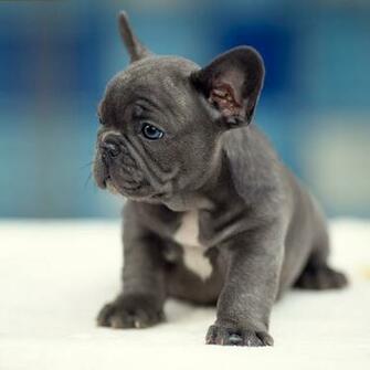 French Bulldog Wallpaper Animal Hq