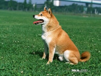 Shiba Jpg