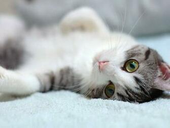 Cats Wallpaper High Quality And Resolution