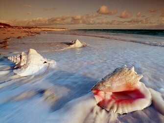 See Taste Meditate Believe Move On The Broken Conch Shell