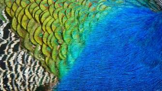 Peacock Blue Wallpaper Background Image
