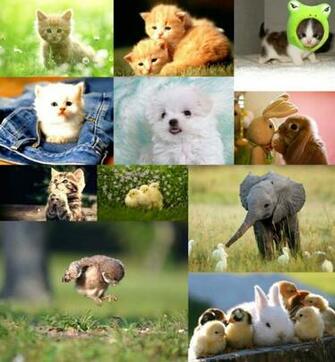 Rt Cute Baby Animals Wallpaper For Your Mi Phones Resources