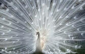 Bird Wallpaper Birds Cute Peacock HD