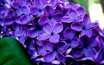 Lilacs Auntie Dogma S Garden Spot