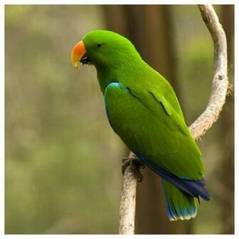 Types Of Green Parrots HD Wallpaper Background Image