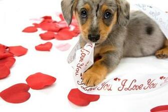 Valentines Day Puppy Wallpaper Valentine Pictures