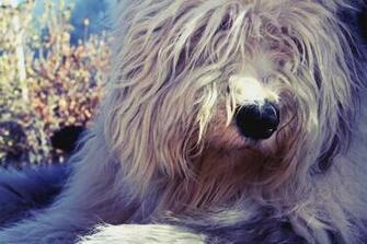Old English Sheepdog S Head Wallpaper My Doggy Rocks