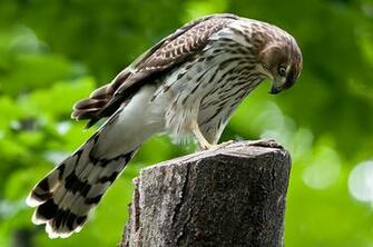 Hawk Wallpaper HD Cooper S