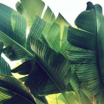 Palm Print