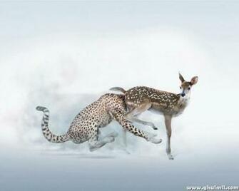Amazing Strange Wild Life Photography Wallpaper HD