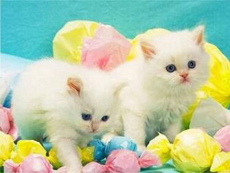 Happy Easter Cat Wallpaper At Wallpaperbro