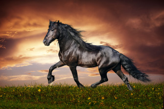 4k Horse Wallpaper Background Image