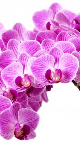 Purple Orchid Wallpaper iPhone Android Desktop Background
