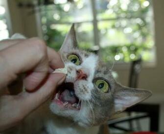 Too And The Docs Know More Then Me But By Chewing Your Oxycontin All